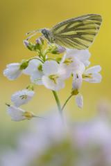 Großes Ochsenauge Maniola jurtina