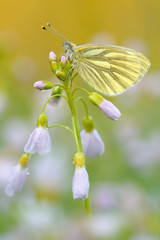 Großes Ochsenauge Maniola jurtina