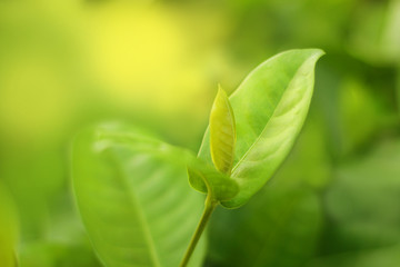 Closeup nature view of green leaf on blurred greenery background with copy space for text using.wallpaper concept