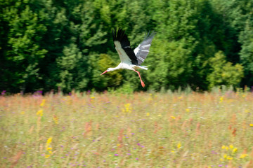 Obraz premium A stork takes off from a flowering field on the outskirts of a forest