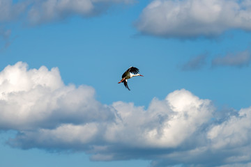 A stork flies through the sky among the clouds