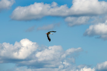 A stork flies through the sky among the clouds