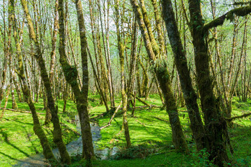Moss Covered Trees by the Quinault River in the Olympic National Forest, Washington, USA