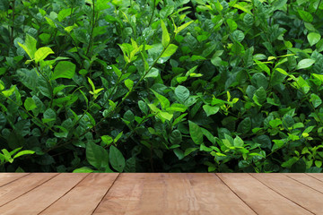 Wooden board empty table in front of blurred background. Perspective brown wood table over Green Leaf blurred background - can be used mock up for display or montage your products. 
