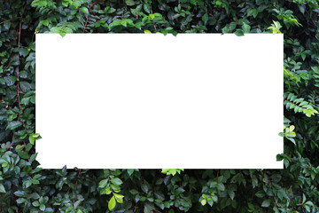 Fototapeta na wymiar Creative layout made of leaf with white paper card note. 