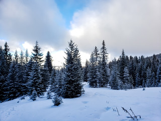 Forest pine trees in winter 