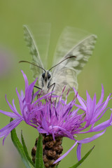 Schachbrettfalter Melanargia galathea