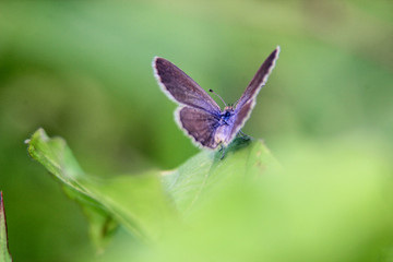 beautiful purple butterflies spread their wings preparing to fly