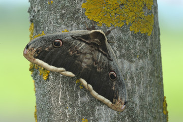 Wiener Nachtpfauenauge Saturnia pyri