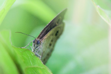 Shade gray butterflies peering through the green leaves
