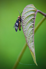 side view of a small butterfly perched on a leaf, looks very manly