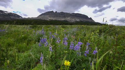 east flattop mt and purple lupin flowers at glacier national park