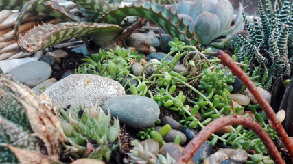 Succulent plant garden