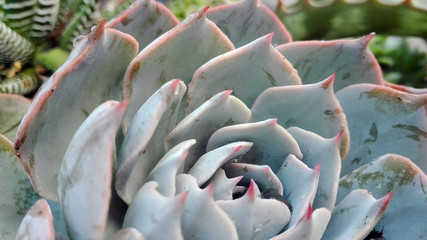 Grey Succulent Plant