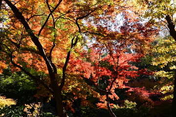 紅葉