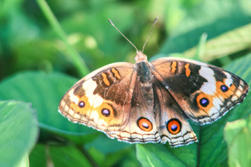 orange butterfly spreads its wings above the leaves in the middle of the garden