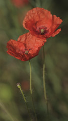 Obraz premium Red poppy in the spring meadow