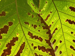 Large leaves that begin to change from green to brown.