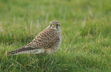 A stunning Kestrel, Falco tinnunculus, standing on the grass in a field. It has been capturing and eating worms and insects.
