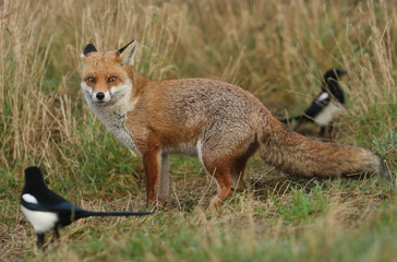 A magnificent wild Red Fox, Vulpes vulpes, hunting for food to eat in the long grass is startled by two Magpies.