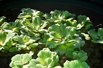Many green duckwaters float on the water surface in the pond