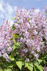 Background of lush flowering lilac