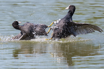 two black coots (fulica atra) fighting in water