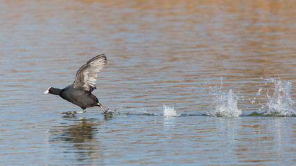 black coot bird (fulica atra) running on water surface