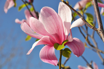 Magnolia tree blossom. Magnolia Susan, pink flowers. Spring flowering against the blue sky.