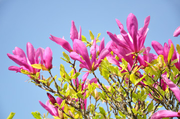 Magnolia tree blossom. Magnolia Susan, pink flowers. Spring flowering against the blue sky.