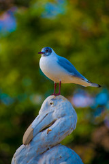 Bird in the Tourists destination Barcelona, Spain. Barcelona is known as an Artistic city located in the east coast of Spain..