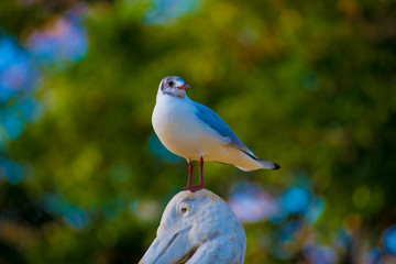 Bird in the Tourists destination Barcelona, Spain. Barcelona is known as an Artistic city located in the east coast of Spain..