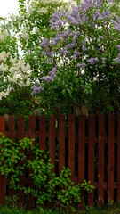 Lilac bushes behind a rustic wooden fence that was leaning in the village .  On a spring and summer day. The concept of the countryside. Gardening. Plant flowers. Vertical frame
