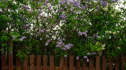  Lilac bushes behind a rustic wooden fence that was leaning in the village .  On a spring and summer day. The concept of the countryside. Gardening. Plant flowers. Vertical frame