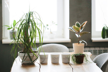 Nolina and home plants on wooden table in interior