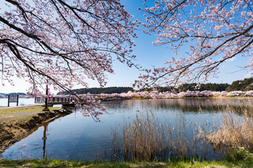 Fototapeta premium 宮城平筒沼ふれあい公園の浮橋と満開の桜並木