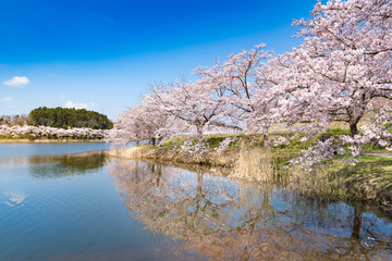 宮城平筒沼ふれあい公園満開の水鏡の桜並木