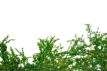 Tropical Ivy plant leaves on white isolated background for green foliage backdrop 