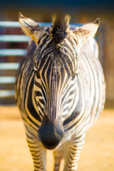 Zebra in Barcelona, Spain. Barcelona is known as an Artistic city located in the east coast of Spain..
