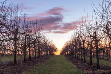 Sonnenaufgang über den Feldern