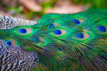 Peacock in Barcelona, Spain. Barcelona is known as an Artistic city located in the east coast of Spain..