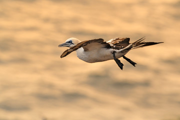 Basstoelpel Sula bassana