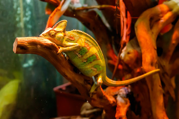 Green chameleon reptile sitting inside of terrarium