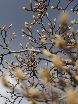 猫柳 Images Browse 390 Stock Photos Vectors And Video Adobe Stock