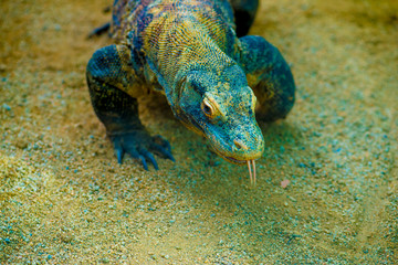 Iguana in the Tourists destination Barcelona, Spain. Barcelona is known as an Artistic city located in the east coast of Spain..