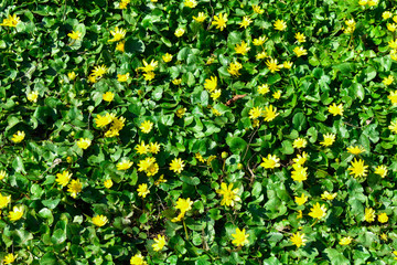 Yellow early flowers Kaluzhnitsa Caltha . Little yellow spring flowers.