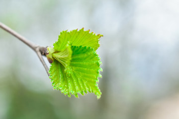 Young green leaves on a branch in early spring close-up on a blurred background.