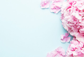 Pink hydrangea flowers on blue background