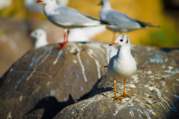 Birds in Barcelona, Spain. Barcelona is known as an Artistic city located in the east coast of Spain..