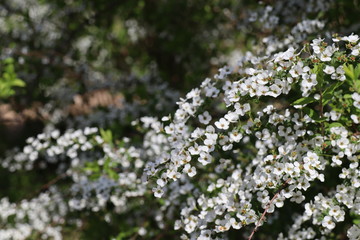 雪柳の花